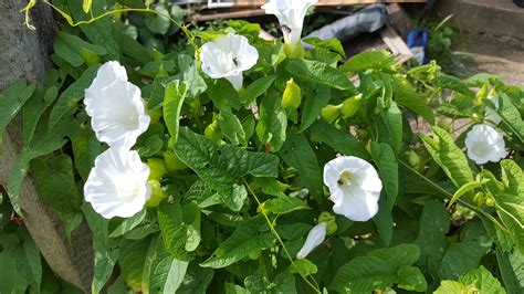 white trumpet flower vine