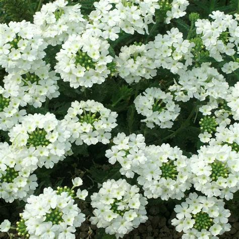 white vervain flower plant