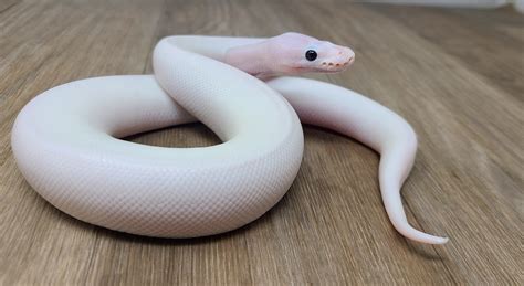 10+ White Wedding Ball Python
