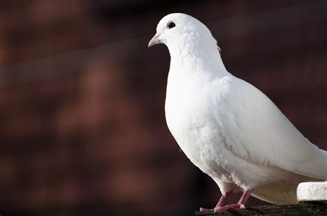 White White Dove