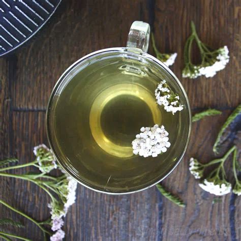 White Yarrow Tea