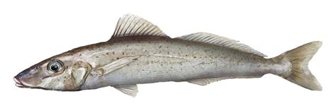 Whiting Fish