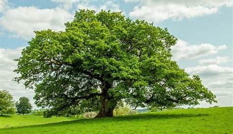 Who Buys Oak Trees All You Need To Know About The Wise