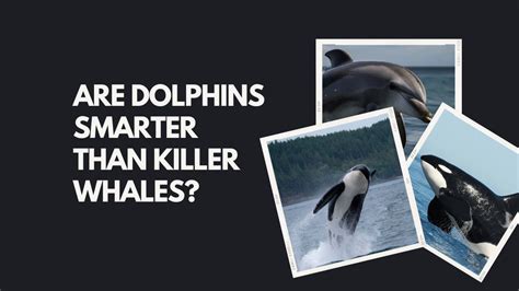 who are smarter dolphins or killer whales