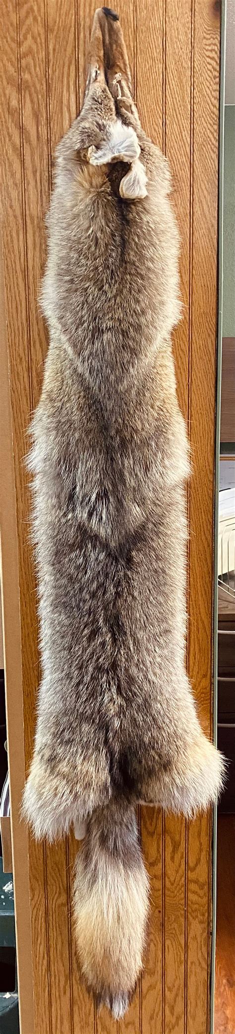 who buys coyote pelts near me