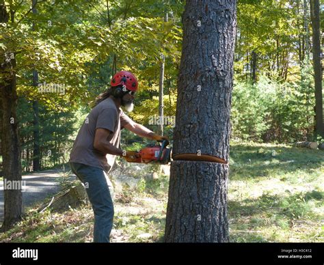 Who Cuts Down Pine Trees For Free