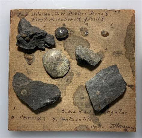 Who Discovered Fossils First