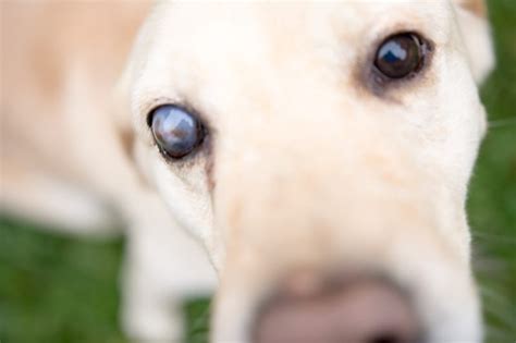 who does cataract surgery on dogs near me