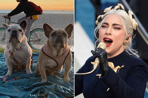 who found lady gaga's dogs