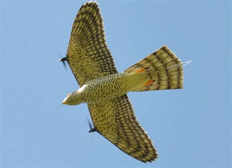 Who Invented Robot Birds