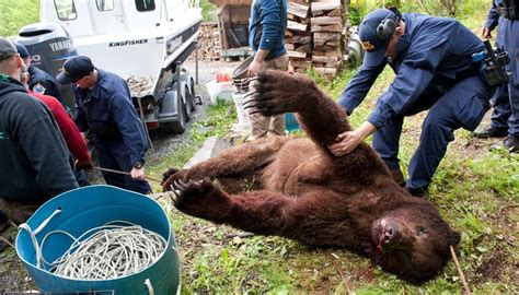 who killed the bear