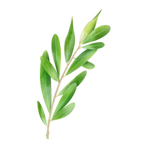 who sells olive leaf