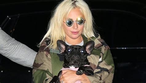who stole lady gaga's dogs