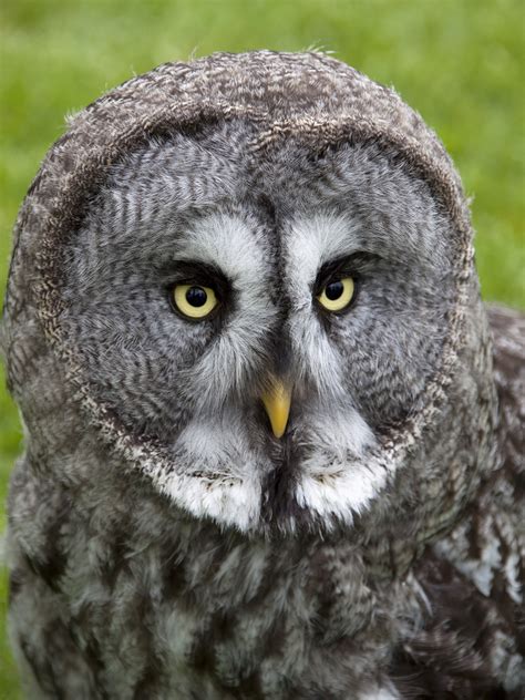 who was grey owl