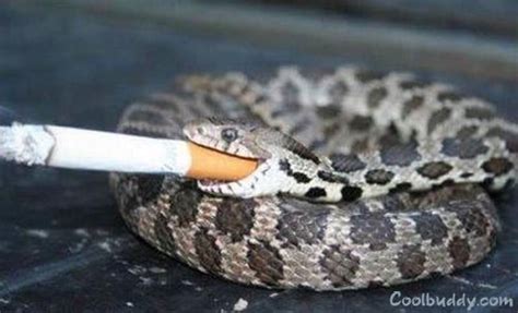 who were the smoking snakes