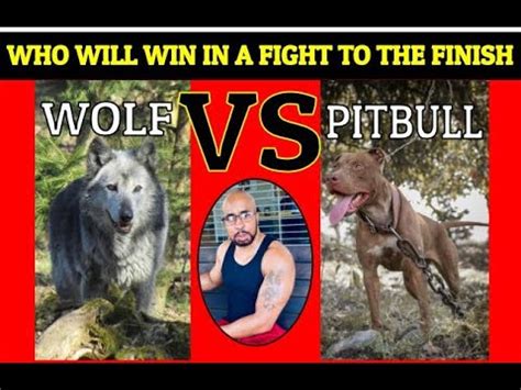 who will win a pitbull or a wolf