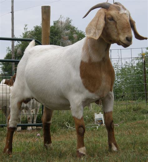 whole goat for sale