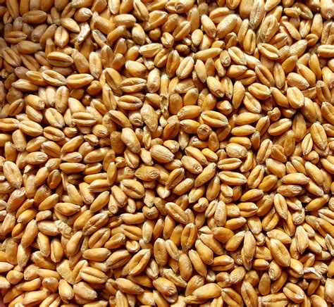 Whole wheat