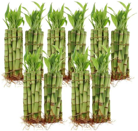 NW Wholesaler Live Lucky Bamboo Plant Bundle of 100 Stalks 6