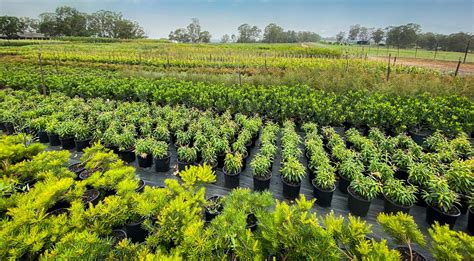 Wholesale Plant Nursery Central Florida Shane Tinker Enterprises
