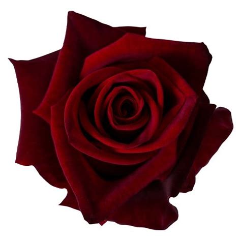 wholesale black magic roses near me delivery