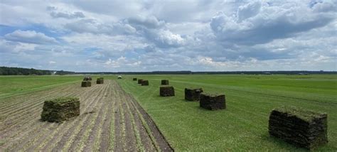 wholesale sod farms near me delivery