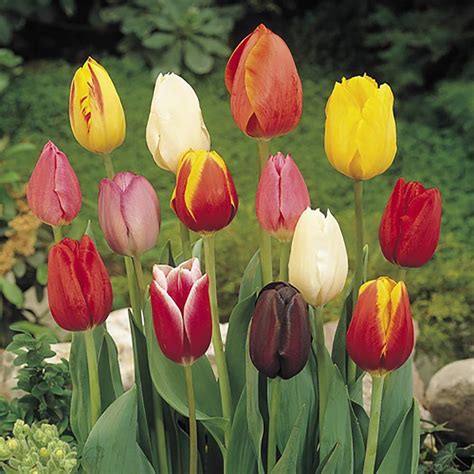 wholesale tulip bulbs for sale
