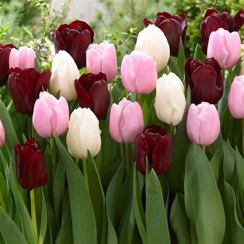 wholesale tulip bulbs uk