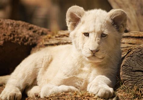 whose baby is called cub