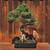 why are bonsai trees so small