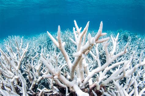 Everything You Need to Know about Coral Bleaching—And How We Can Stop