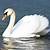 why are mute swans bad