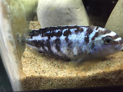 Why Are My Cichlids Dying? My Aquarium Club