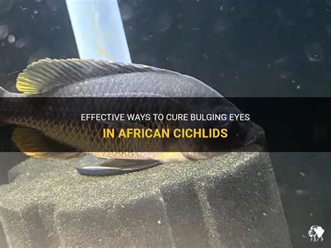 Popeye Disease; Exophthalmia In Discus and Tropical Fish Discus Fish