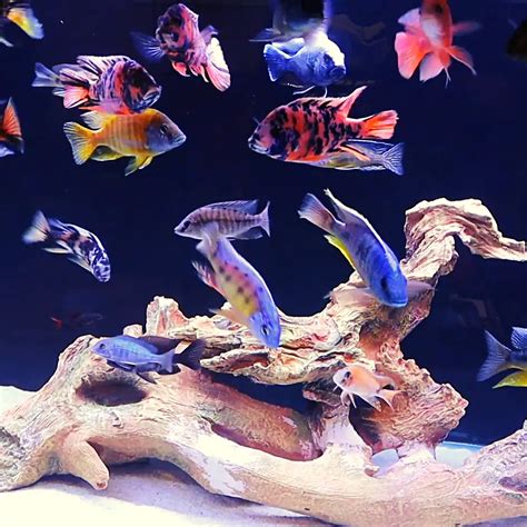 african cichlids started killing each other. What to do? Aquariums