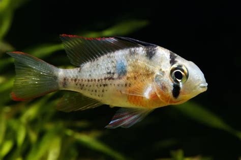 Why My Africans Cichlids Are Losing All Their Colour , All Of Them Have
