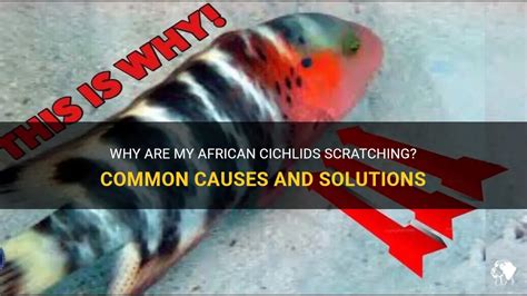 african cichlid 2