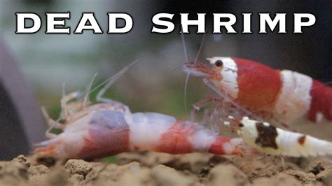 Amano shrimp Congo Fishes