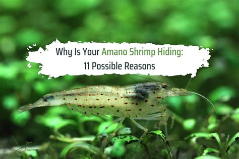 Why Are My Amano Shrimps Hiding? Amano shrimp, Shrimp, Pet shrimp
