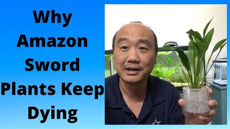 Amazon Swords Dying Not Growing YouTube