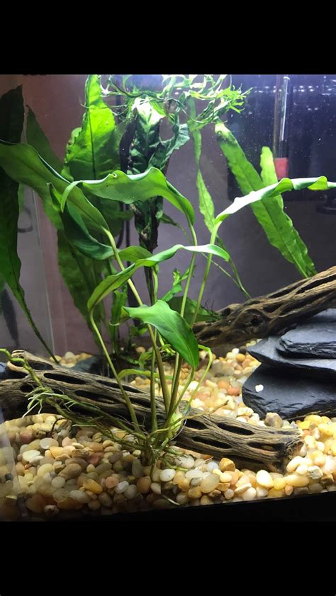 Why Your Anubias Leaves Are Curling And How To Stop It! Pawfect Pawprint