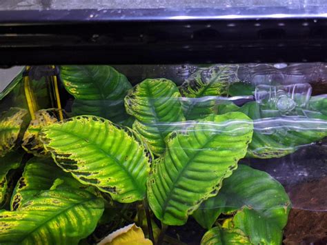 Problem with Anubias multiple leaves turning yellow Aquatic Plant Forum