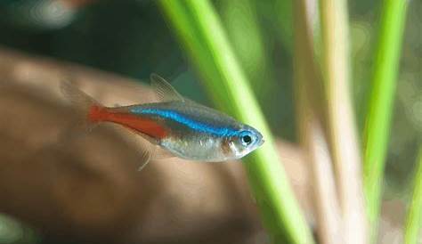 Why Do My Neon Tetras Keep Hiding? (With 5 Quick Solutions) Pet Fish