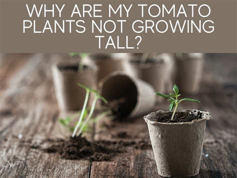 Pepper Plants Not Growing » Tips for Causes & Solutions