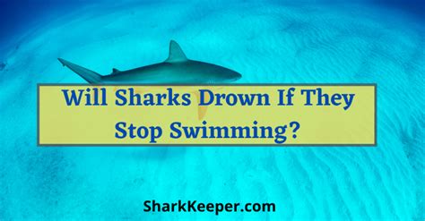 How to Avoid a Shark Attack While Swimming hubpages