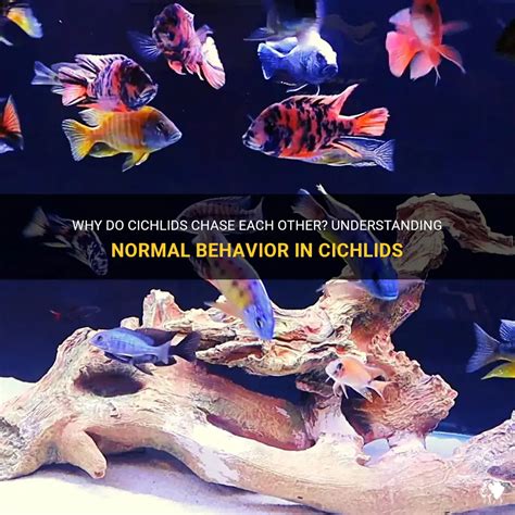 African Cichlid Breeding Courtship and Mating Dance (18+) YouTube