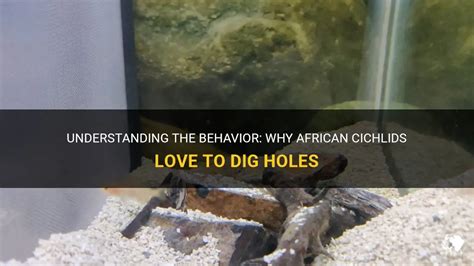 African Cichlids Digging in Sand YouTube