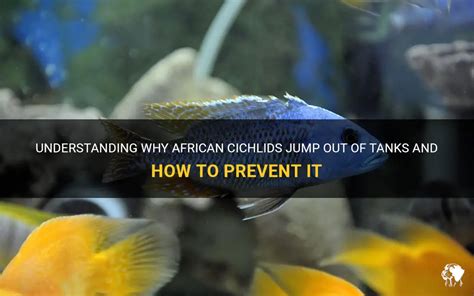 29 Gallon African Cichlid Grow Out Tank YouTube