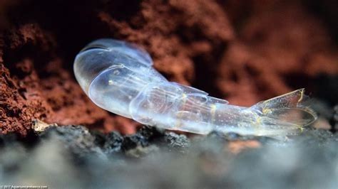 Aquarium Molting Process and Metabolism of the Dwarf Shrimp Shrimp and Snail Breeder