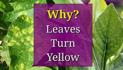 Why Do Garden Plant Leaves Turn Yellow